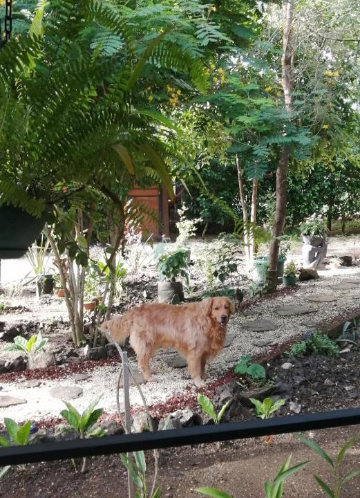 Photo of Others in Avellanas Beach