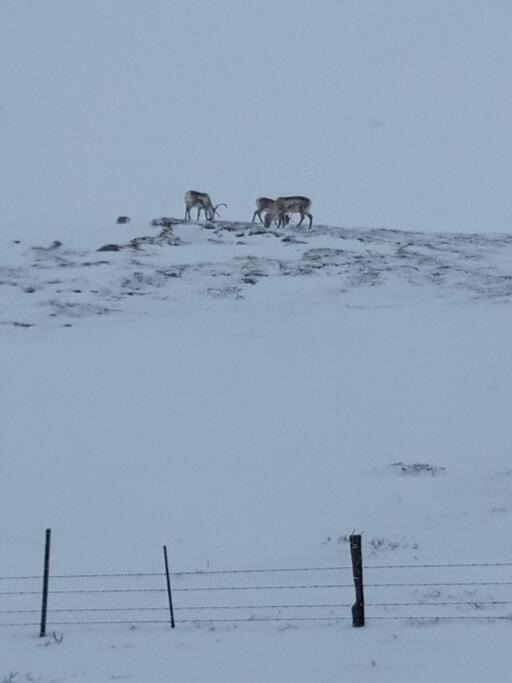 Photo of Outdoor in Egilsstadir