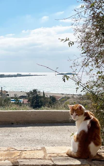 Photo of Others in Palaiochora