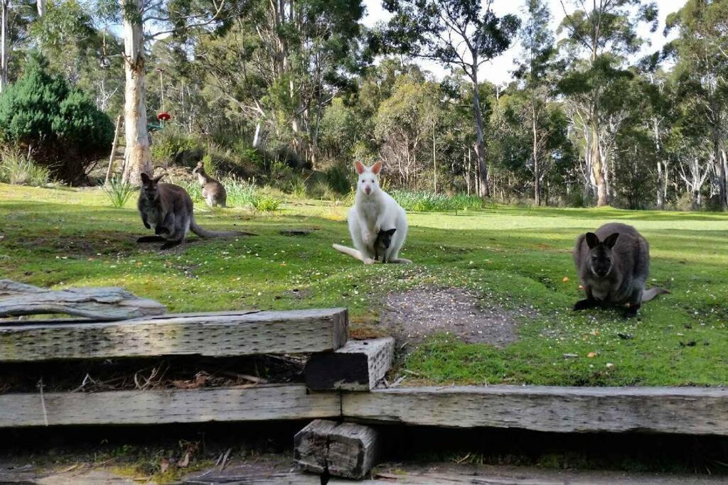 Photo of Others in Simpsons Bay