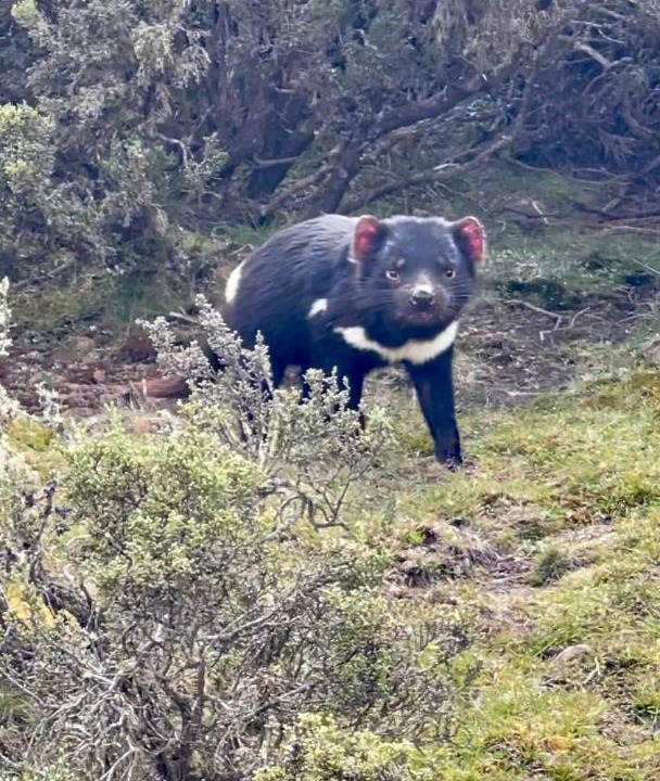 Photo of Others in Central Plateau