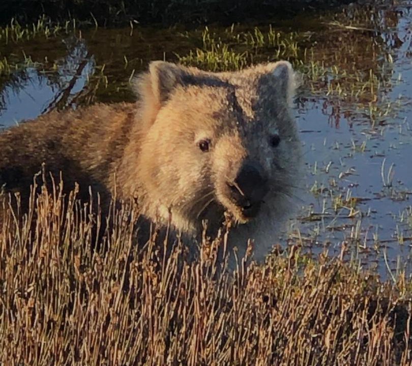 Photo of Others in Central Plateau