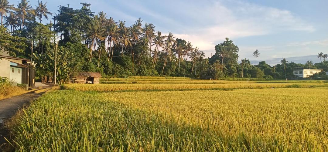 Photo of Others in Medahan