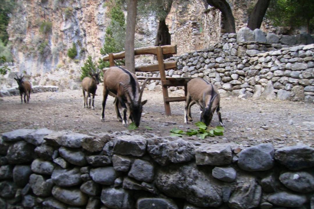 Photo of Others in Agia Roumeli