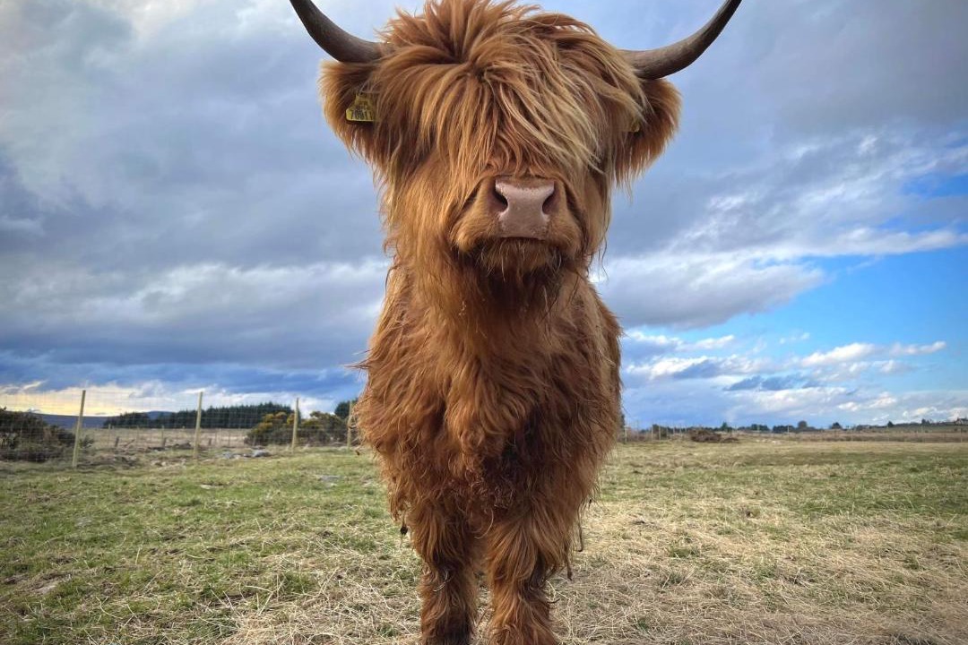Photo of Others in Lairg