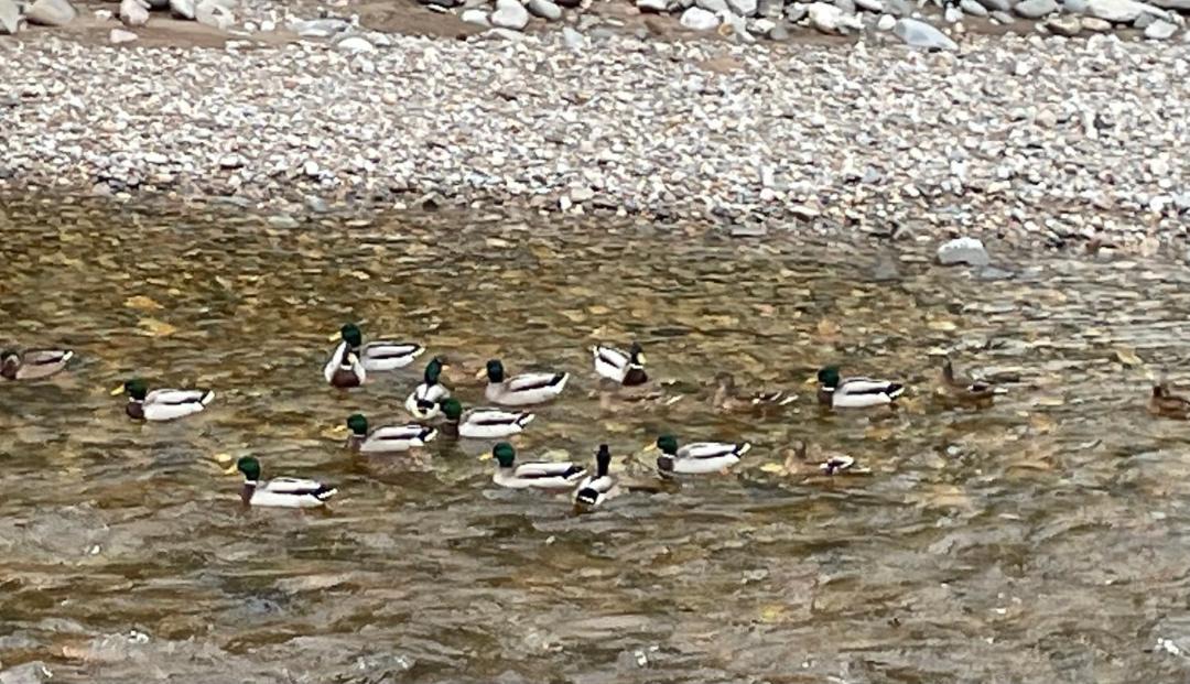 Photo of Others in Blair Atholl