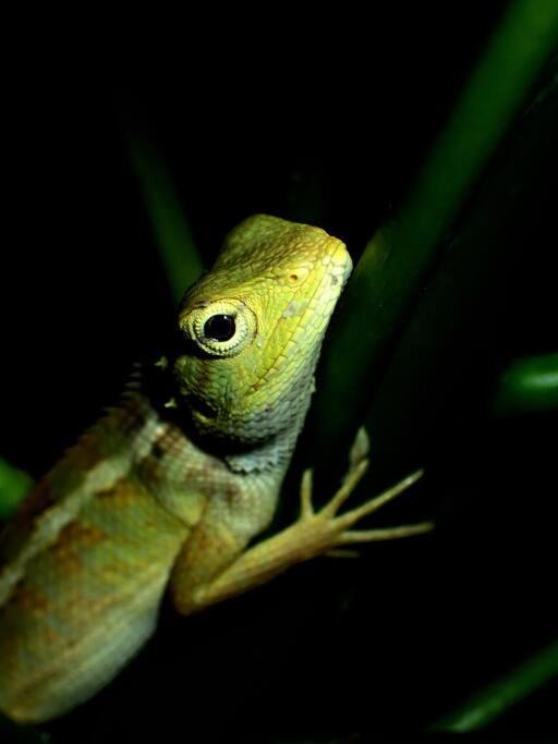 Photo of Others in Bintan