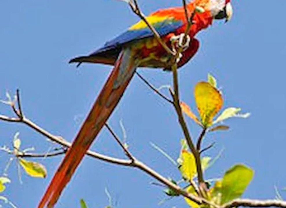 Photo of Others in Coyolar