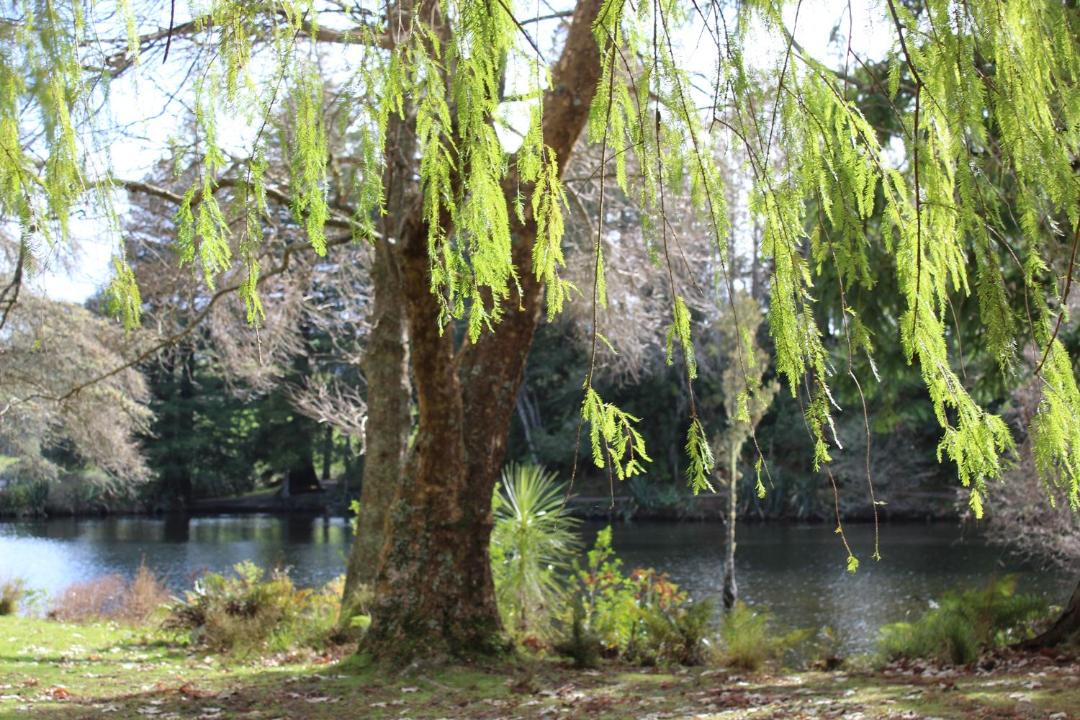 Photo of Others in Lower Kaimai