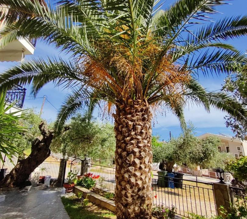 Photo of Others in Chrisi Ammoudia