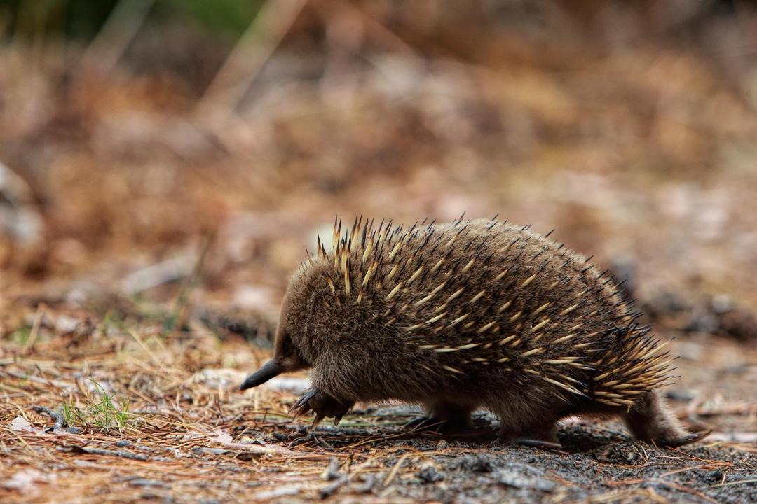Photo of Others in South Bruny