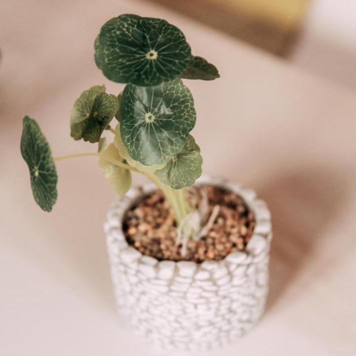 Photo of Others in Mires