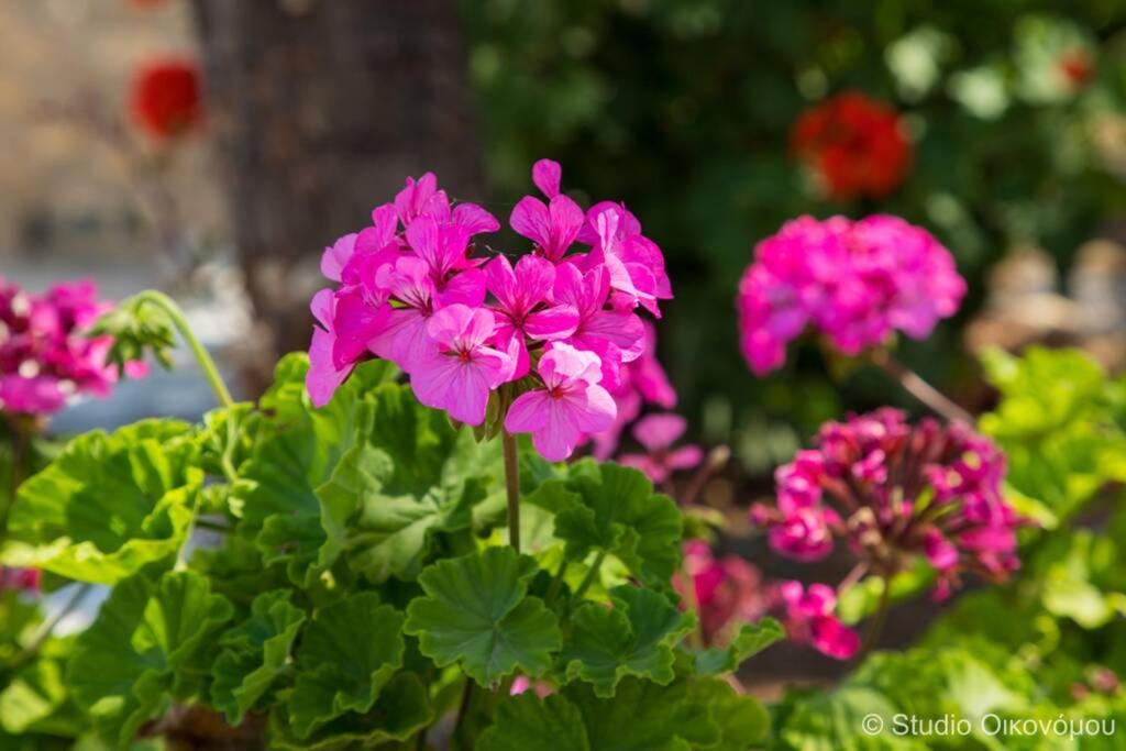 Photo of Others in Agios Emilianos