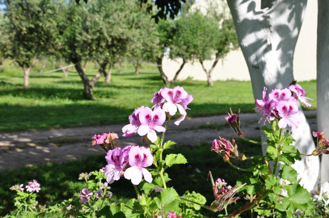 Photo of Others in Almiros Beach