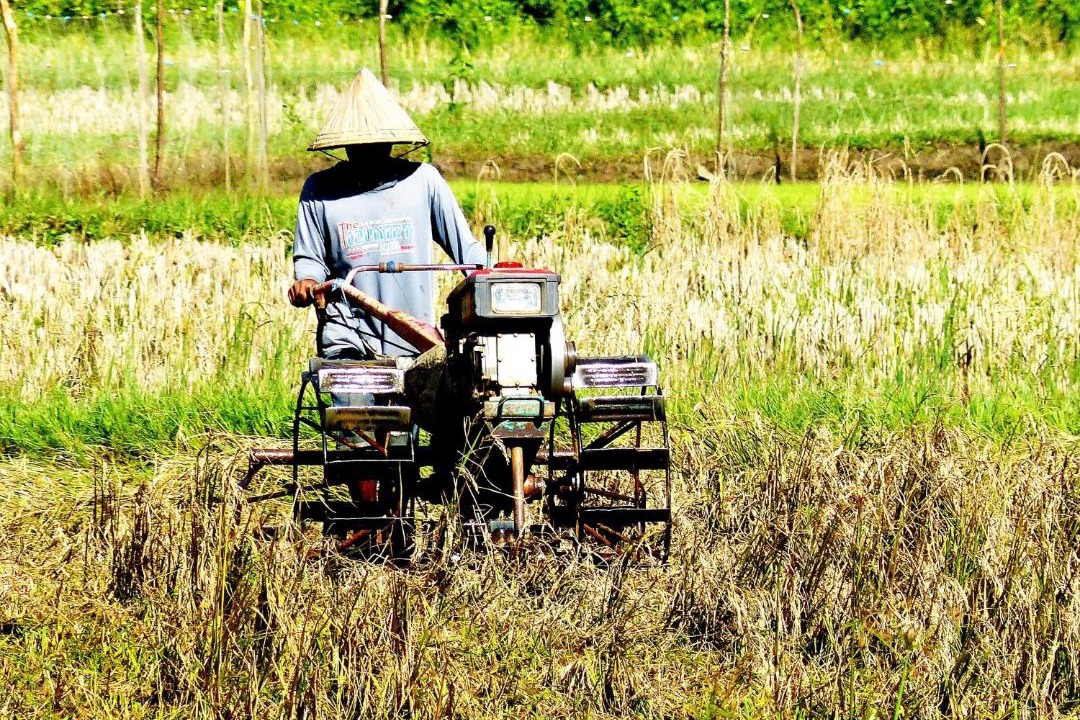 Photo of Others in Bantimurung