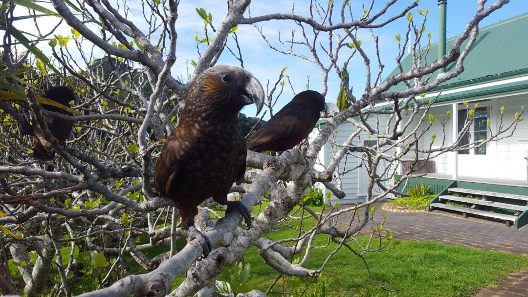 Photo of Others in Port Fitzroy