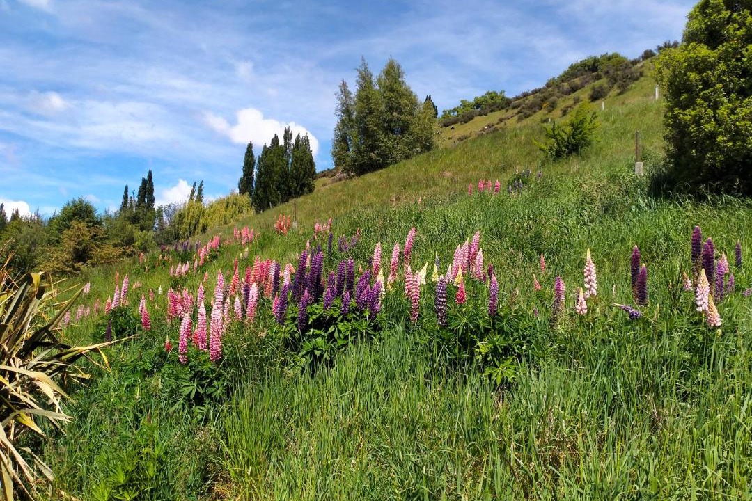 Photo of Outdoor in Lower Shotover