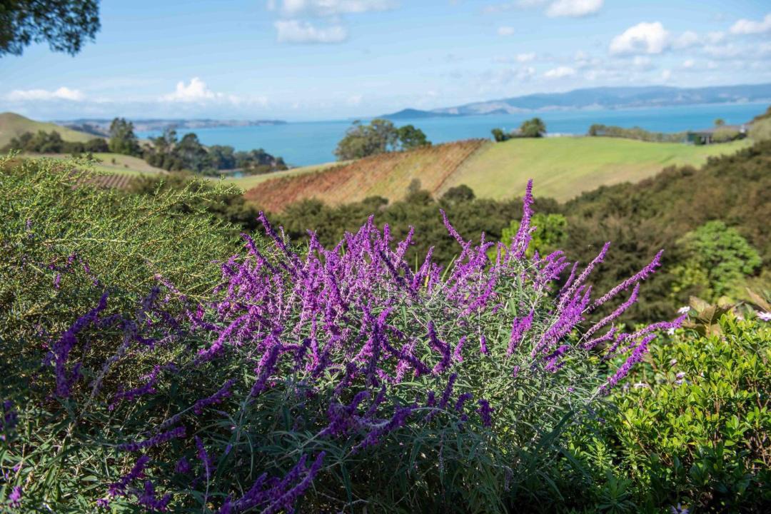 Photo of Others in Waiheke Island