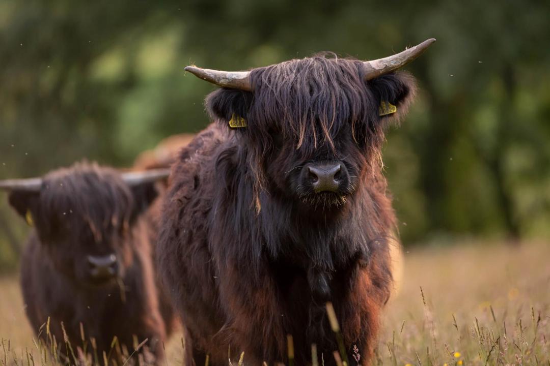Photo of Others in Aberfeldy