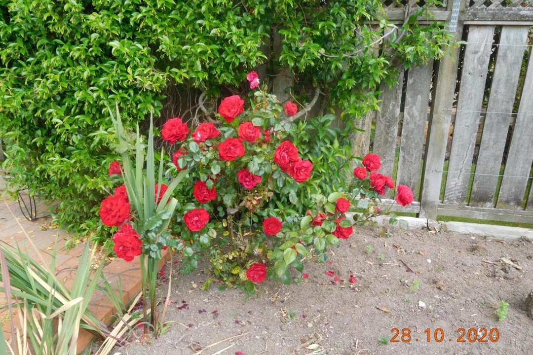 Photo of Others in Te Rapa