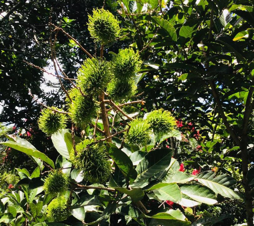 Photo of Outdoor in San Jose