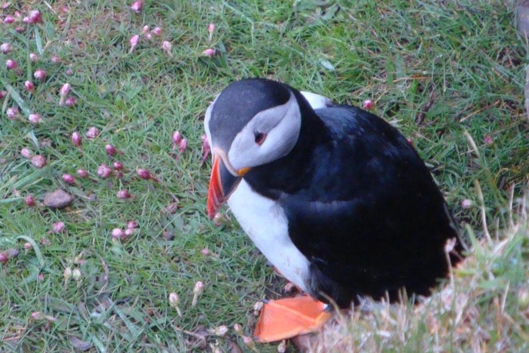 Photo of Others in Kirkwall