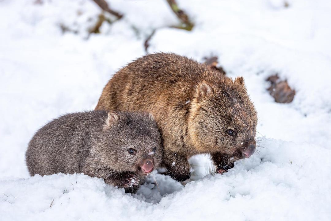 Photo of Others in Cradle Mountain
