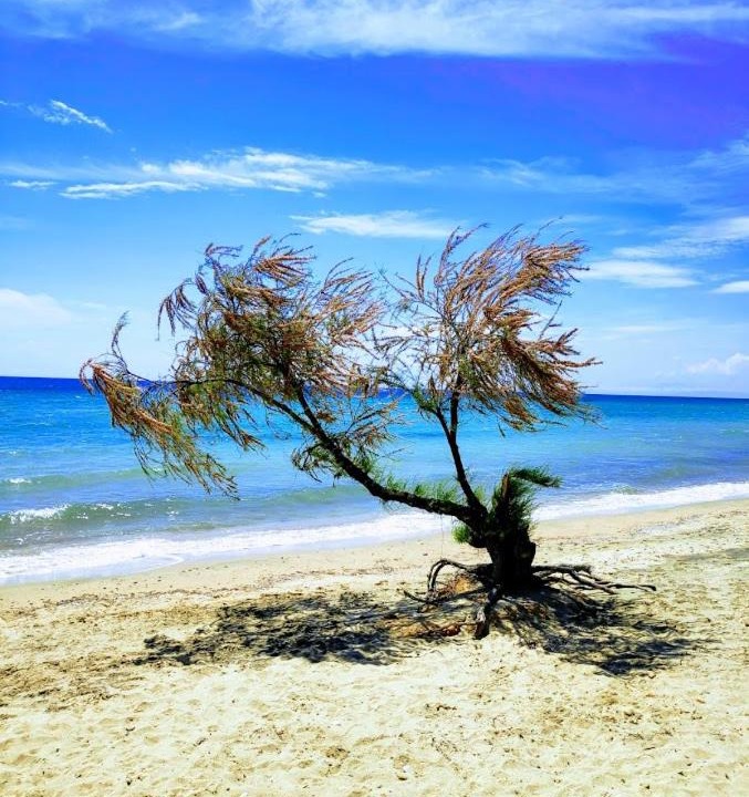 Photo of Others in Paralia Dionysiou