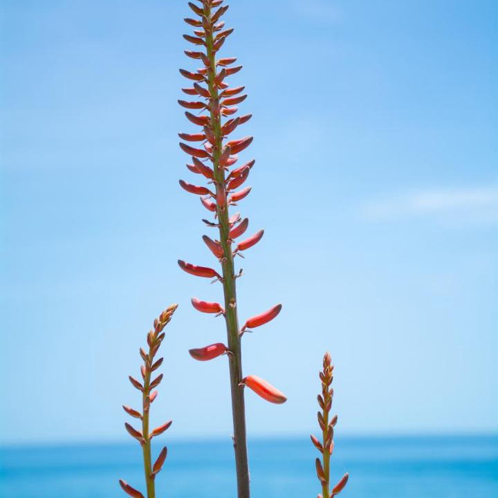 Photo of Others in Myrtos