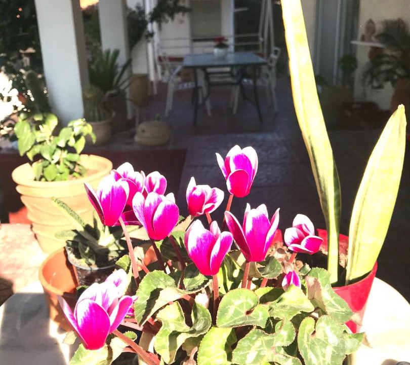 Photo of Patio Balcony in Agios Adrianos
