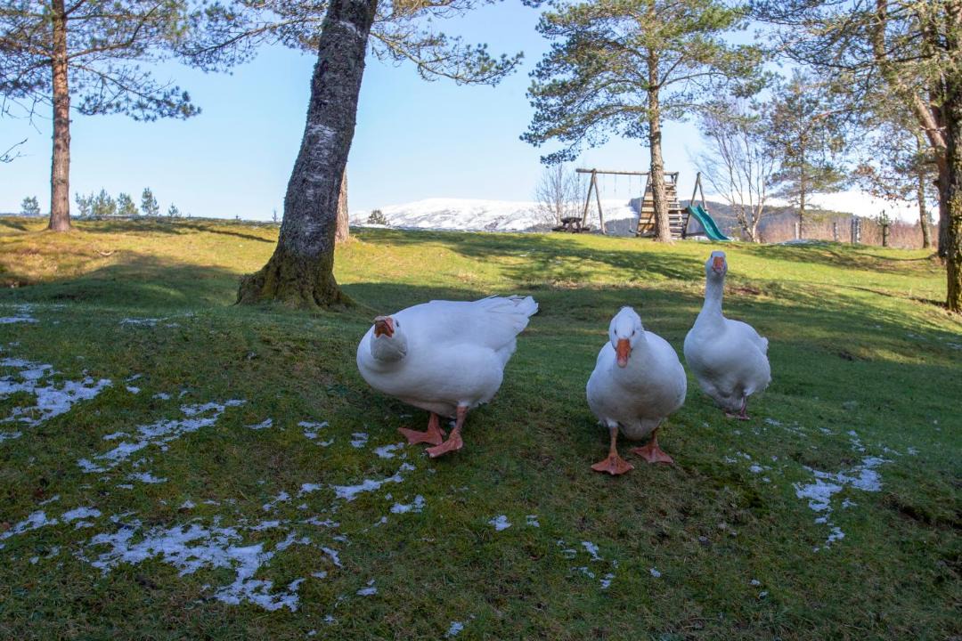 Photo of Others in Spean Bridge
