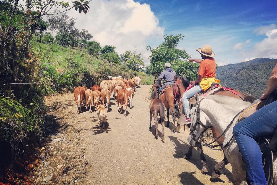 Photo of Others in Pacuare Reserve