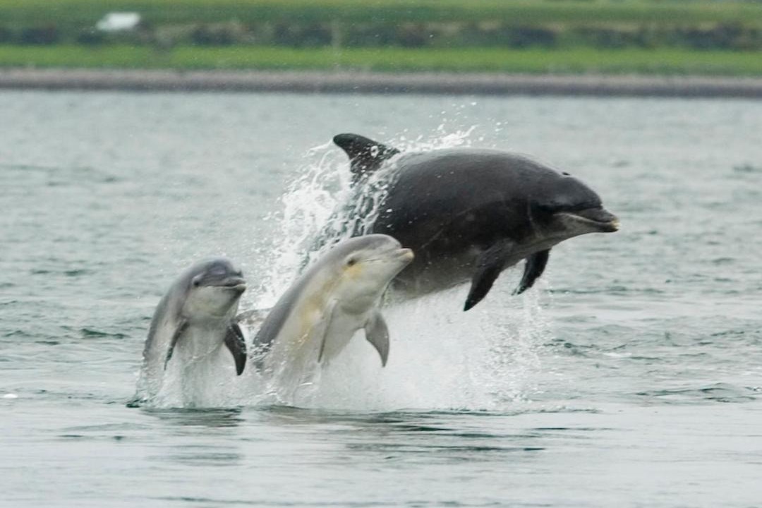Photo of Others in Rosemarkie