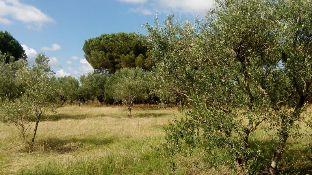 Photo of Others in Kiparissia