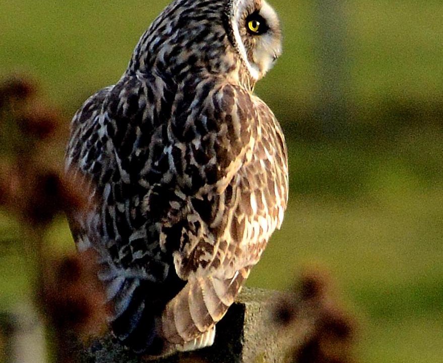 Photo of Others in Orphir