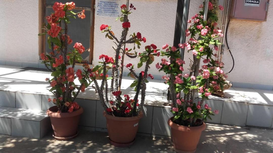 Photo of Others in Makry Gialos