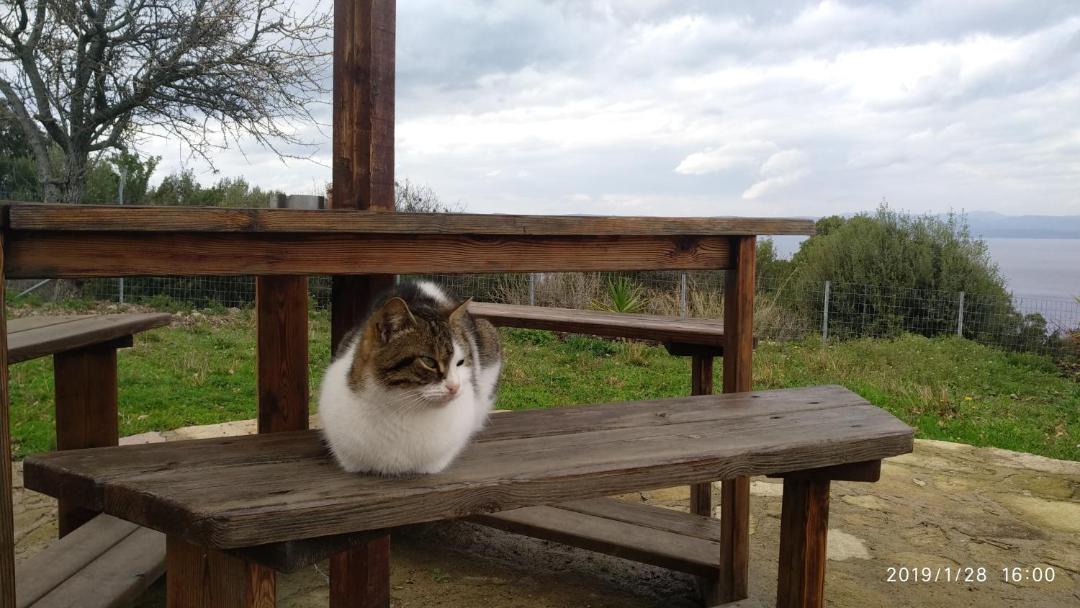 Photo of Others in Skala Sykamineas