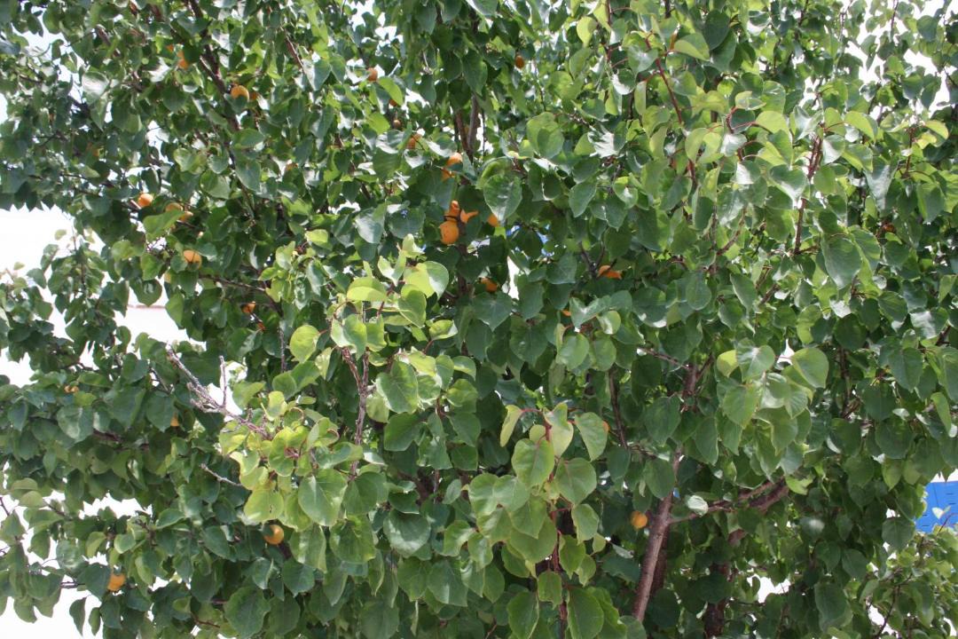 Photo of Others in Maragas