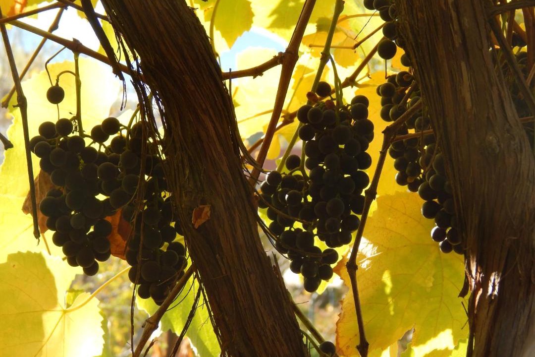 Photo of Others in Laimos