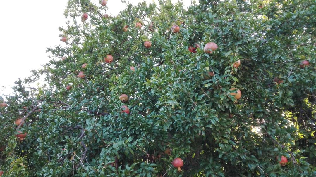Photo of Outdoor in Anaxos