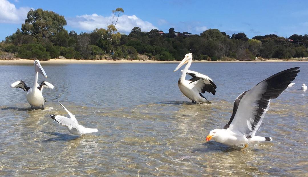Photo of Others in Coles Bay