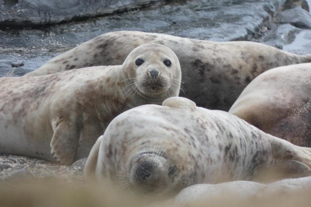 Photo of Others in Sanday